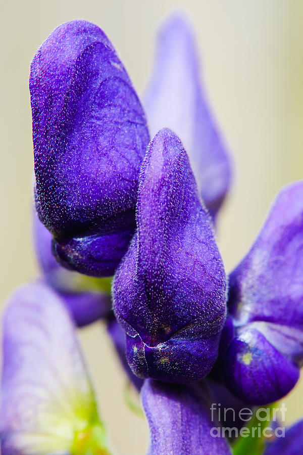 Wolfs bane flower buds against a light background Photograph by Nick  Biemans