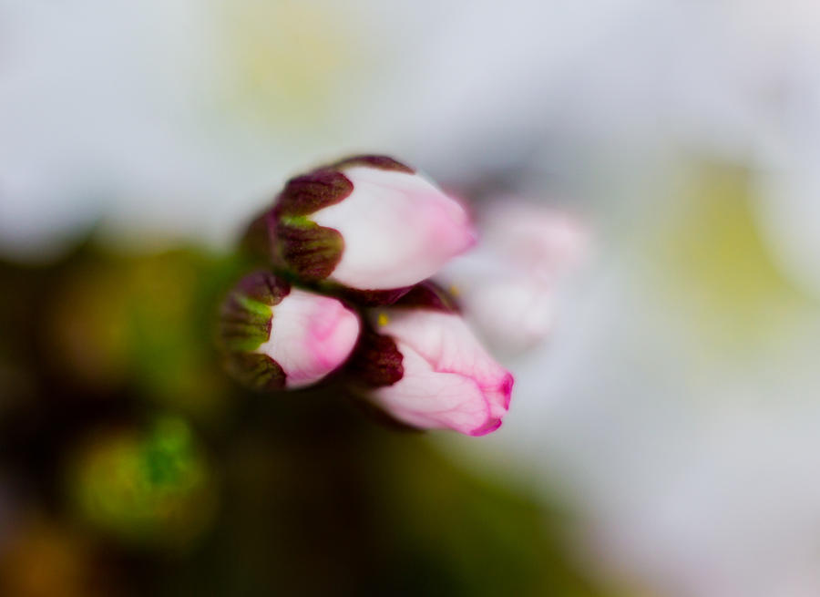 Flower Buds Photograph by Jonny D