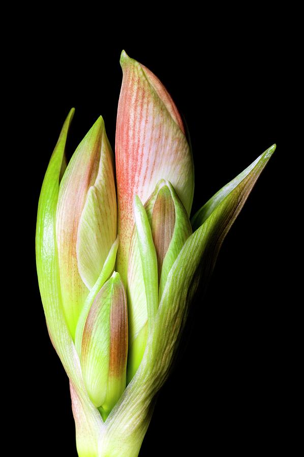 Flower Buds Of Hippeastrum Photograph by Dr Jeremy Burgess