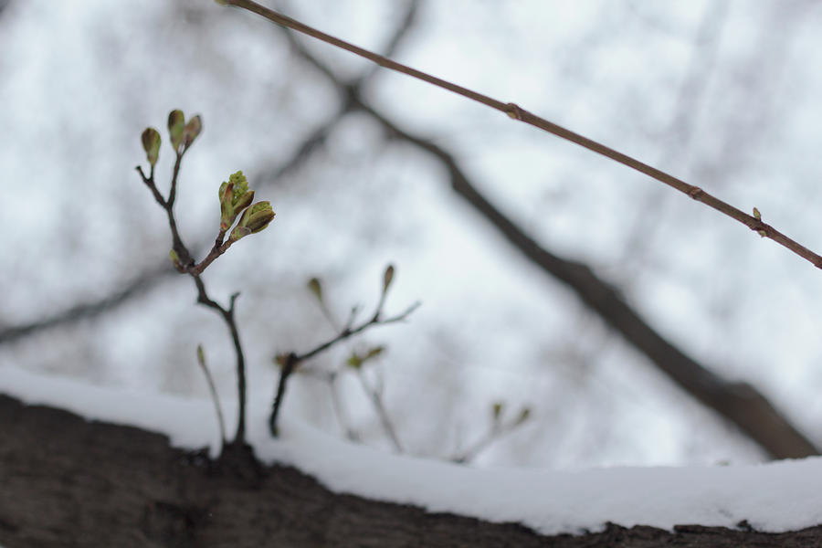 Flower Buds On Snowy Branch Photograph by Andrei Spirache