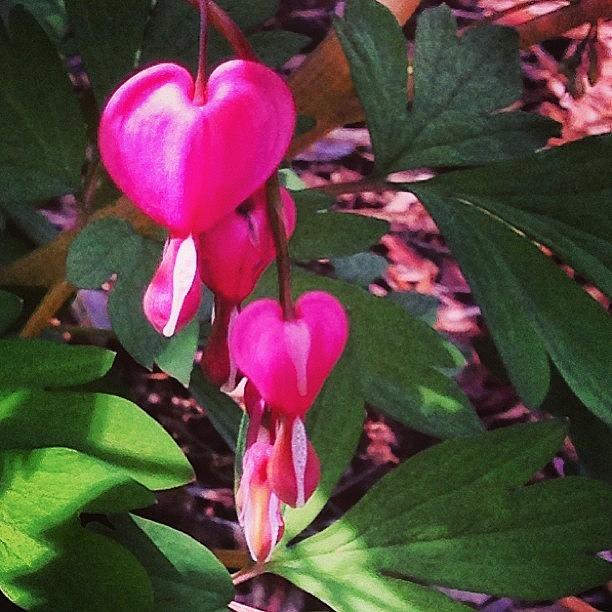 Spring Photograph - Flower Buds Shaped Like Hearts #shade by Lisa Thomas