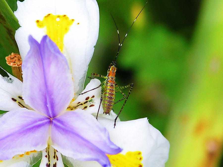 Flower Bug - I Photograph