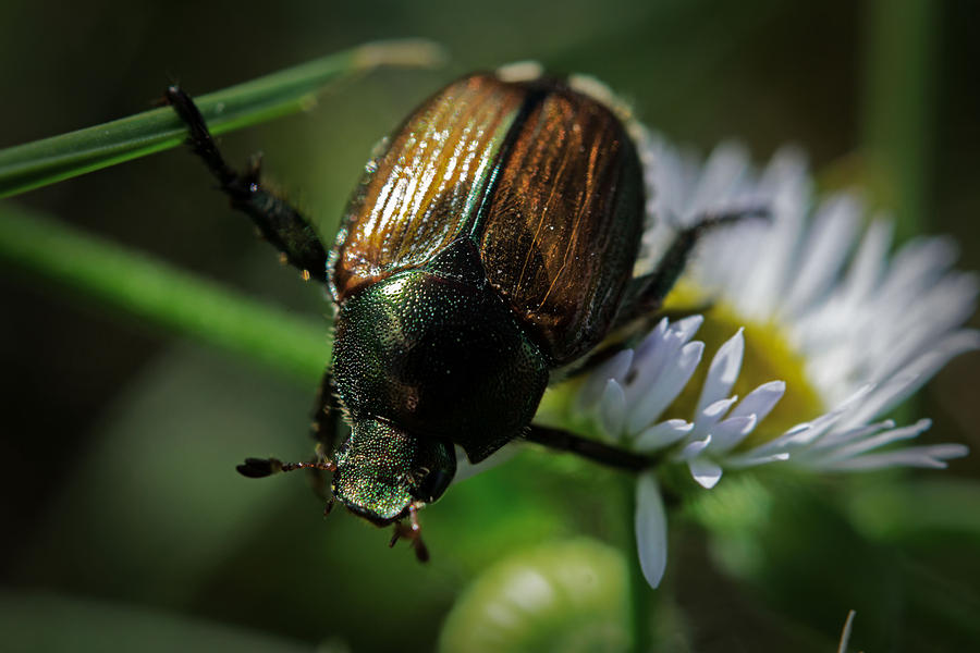 Animal Photograph - Flower Bug by Matthew  Sawicki