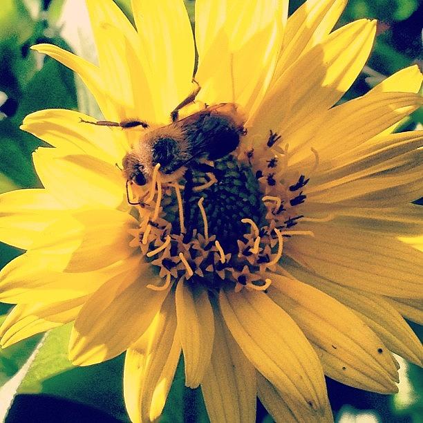 Nature Photograph - #flower #bumblebee #nature #savethebees by Megan Rudman