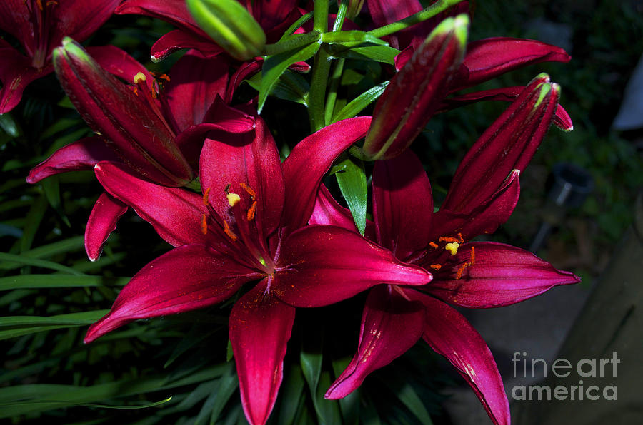 Flower - Burgundy Lily - Luther Fine Art Photograph by Luther Fine Art