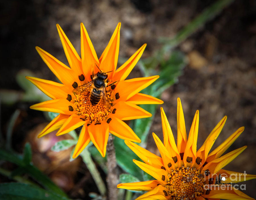 Flower Burst with Bee Photograph by Grace Grogan