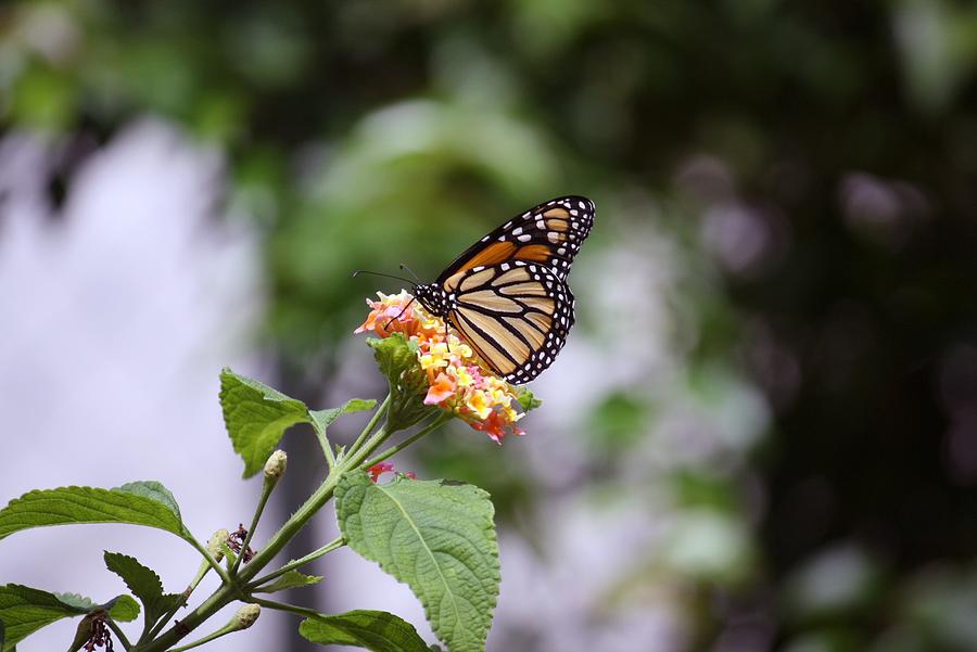 Butterfly Photograph - Flower butterfly by Juana Maria Garcia-Domenech