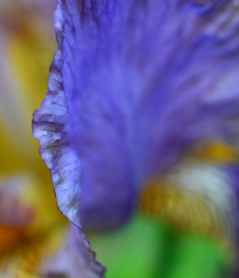 Flower by the Side Photograph by Jeffrey Platt