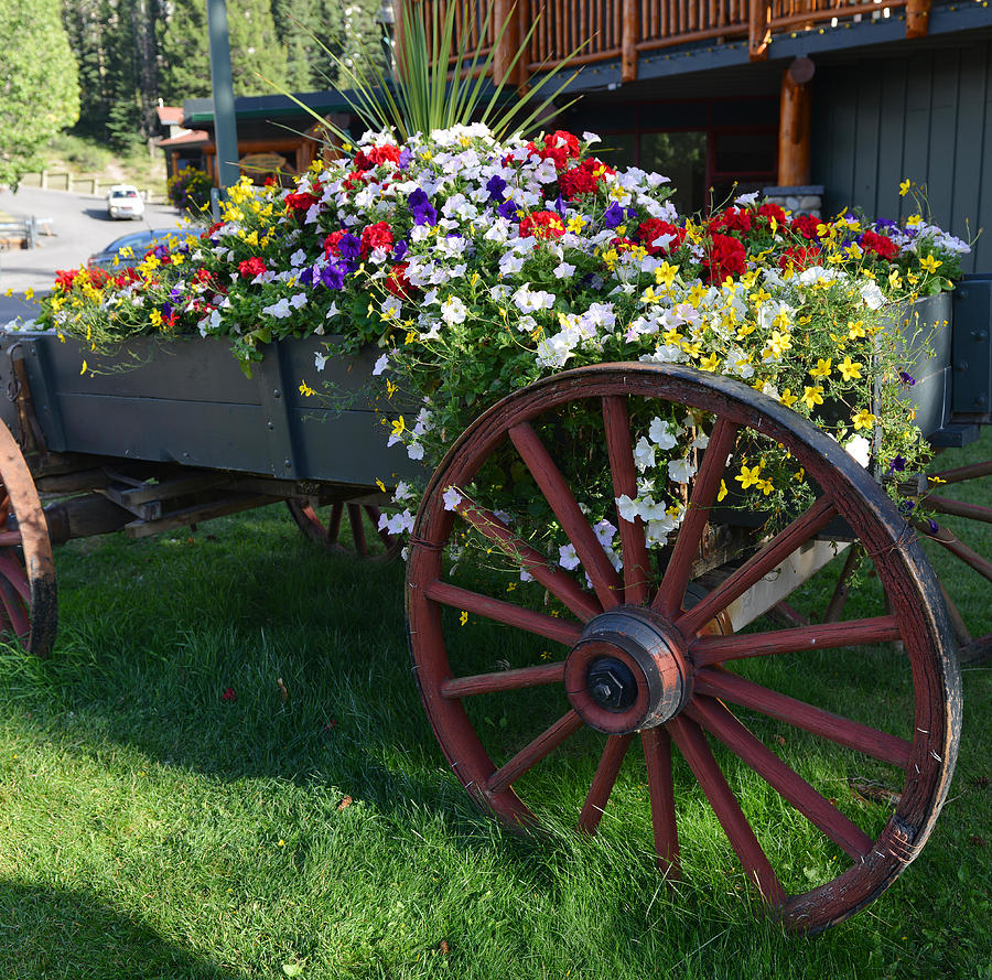 Flower Cart in Banff Town Photograph by Yue Wang