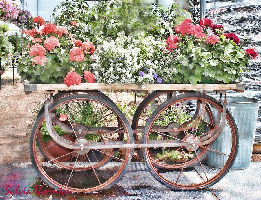 Flower Cart Photograph by Sylvia Thornton