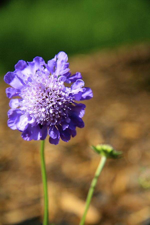 Flower Photograph by Cassidy Rice - Fine Art America