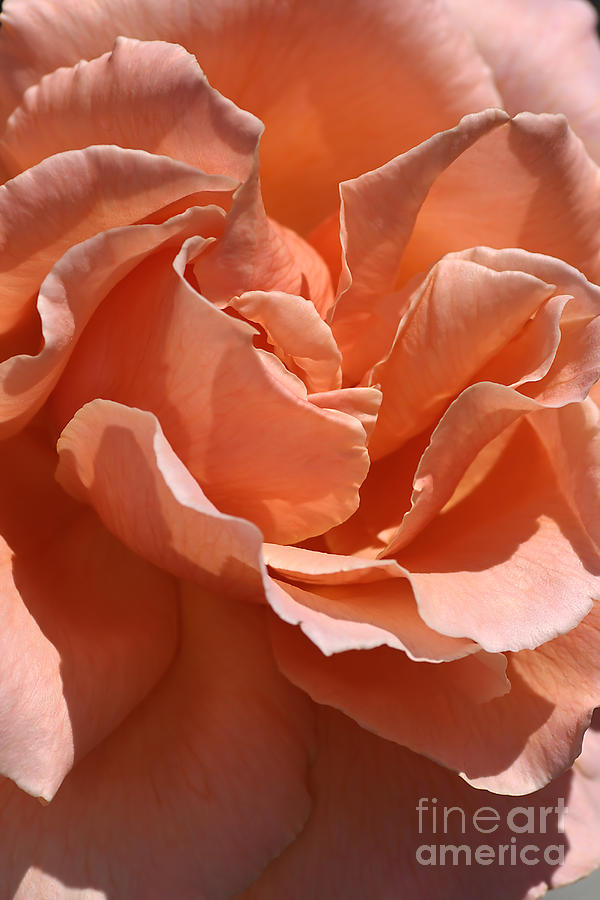 Flower-centre-orange-rose Photograph by Joy Watson