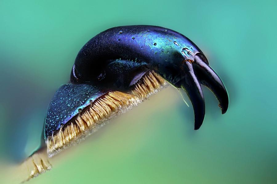 Flower Chafer Beetle Foot Photograph by Frank Fox