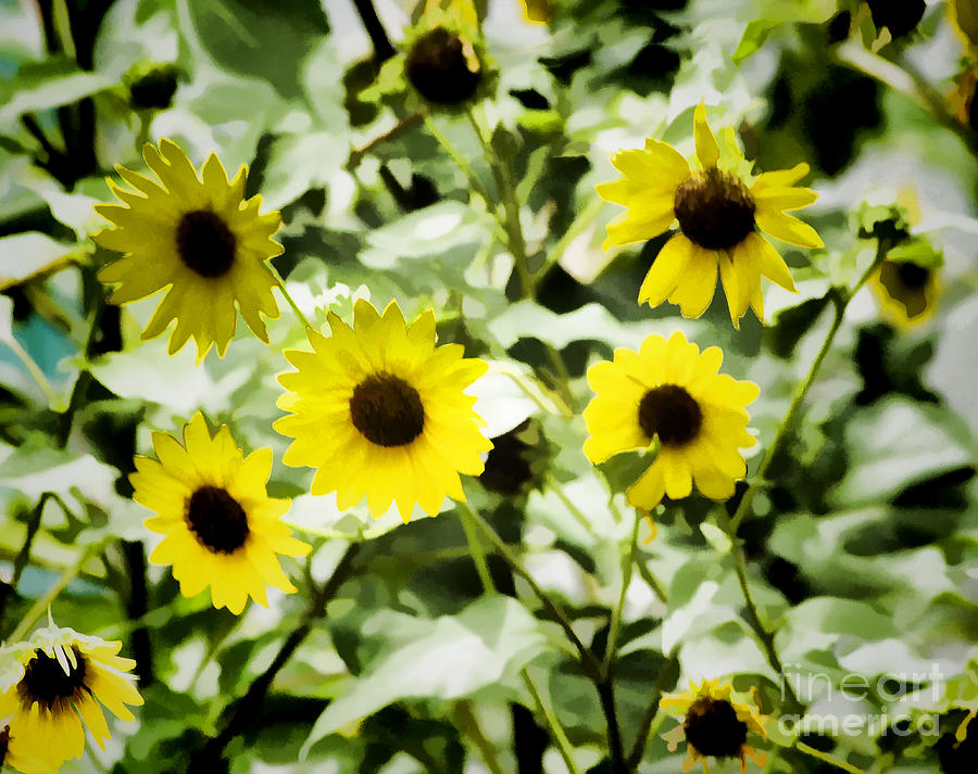 Sunflower Photograph - Flower -Cheerful Sunflowers -  Luther Fine Art by Luther Fine Art