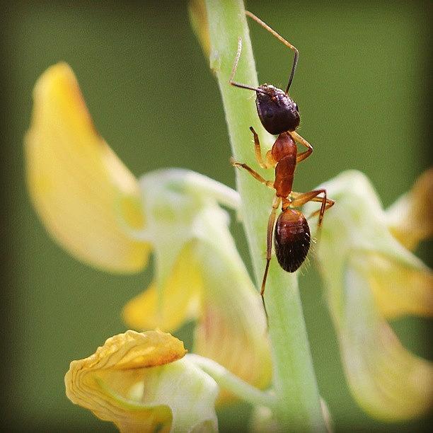 Nature Photograph - #flower #climbing #ant by Leon Traazil