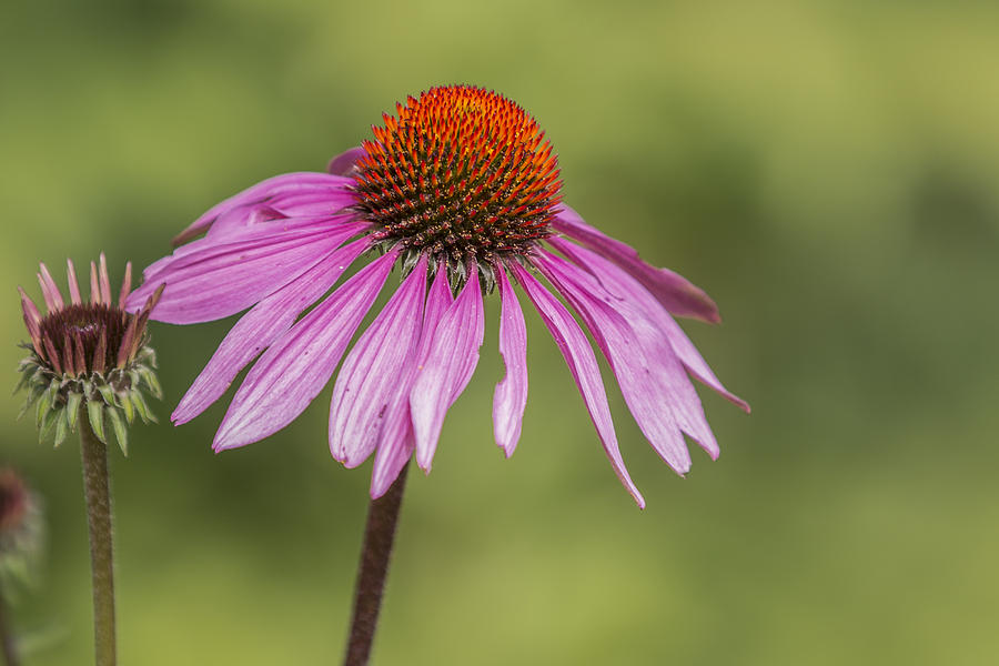 Flower Close Up at Michigan State University Photograph by John McGraw