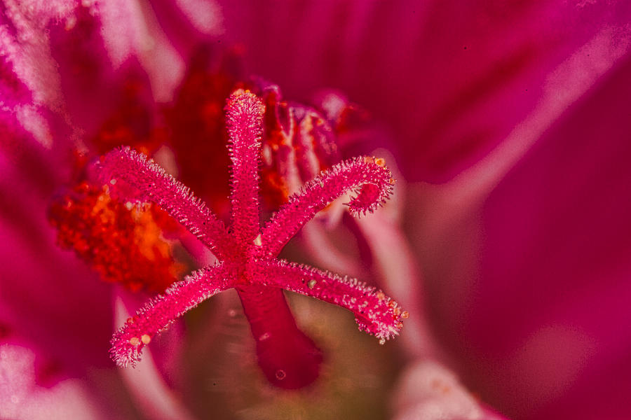 Flower Close up II Photograph by Agustin Uzarraga