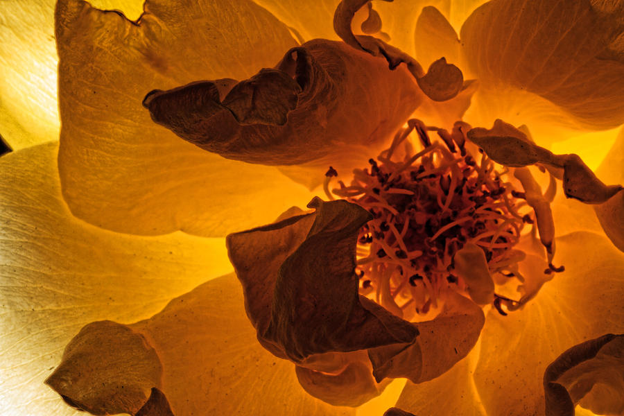 Flower Close up III Photograph by Agustin Uzarraga