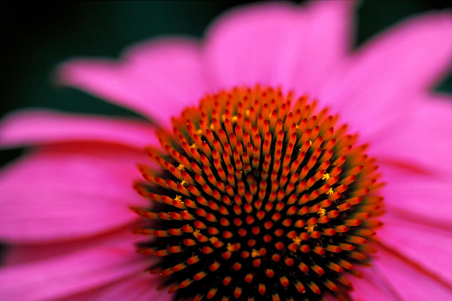 Flower close up Photograph by Matt Swinden