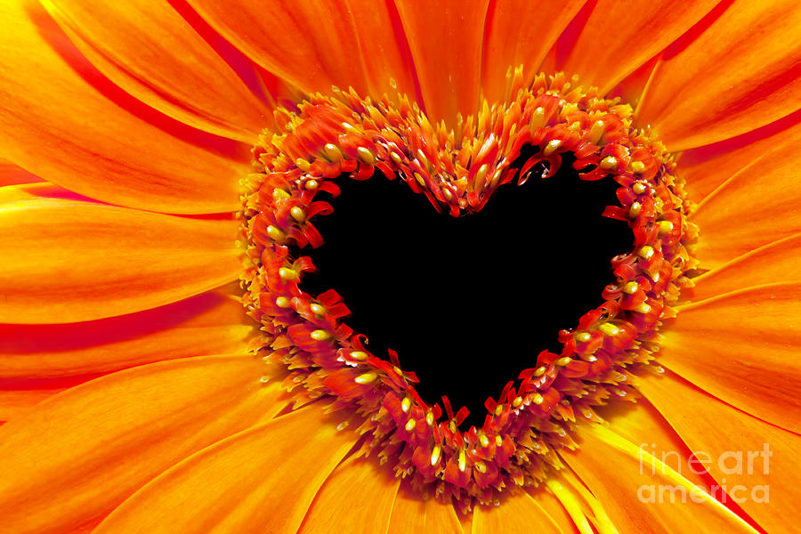 Fall Photograph - Flower close up with a heart shaped stamens section by Michal Bednarek