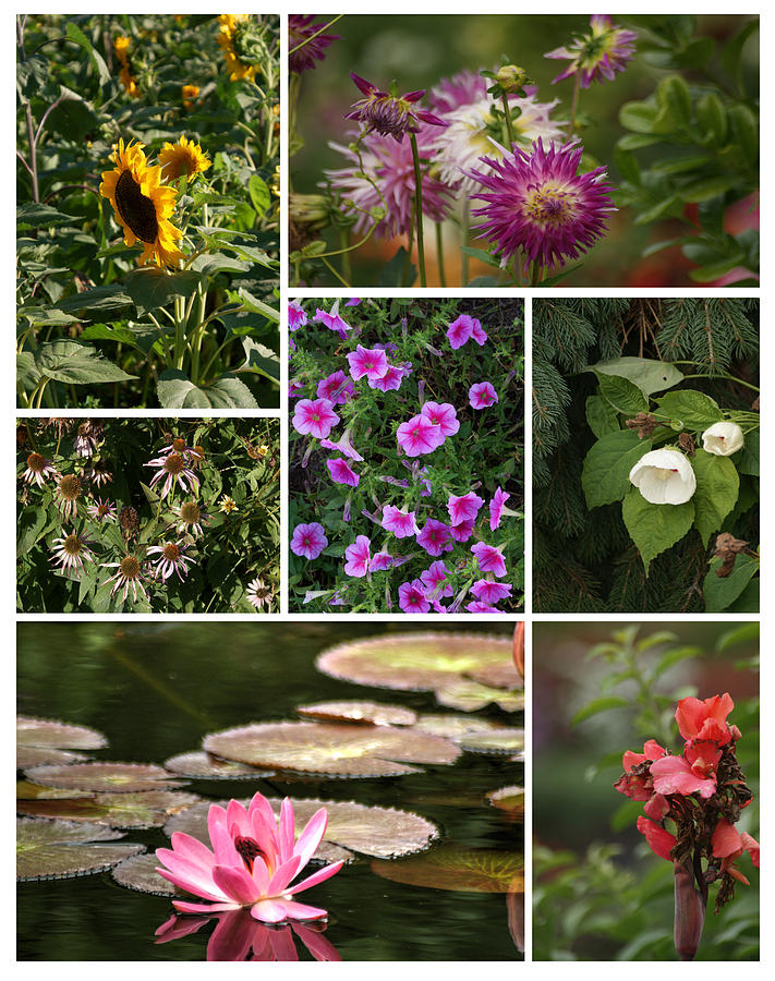 Flower Collage Photograph