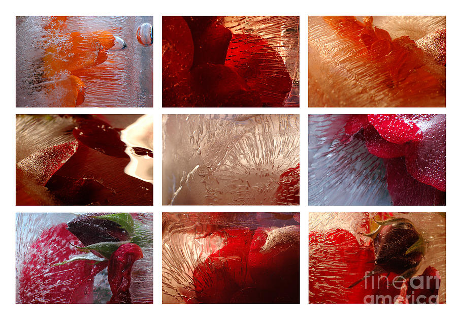 Flower Photograph - Flower Collage Horisontal by Randi Grace Nilsberg