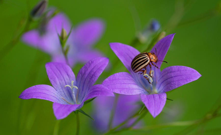 Flower composition with a bug Photograph by Jaroslaw Blaminsky