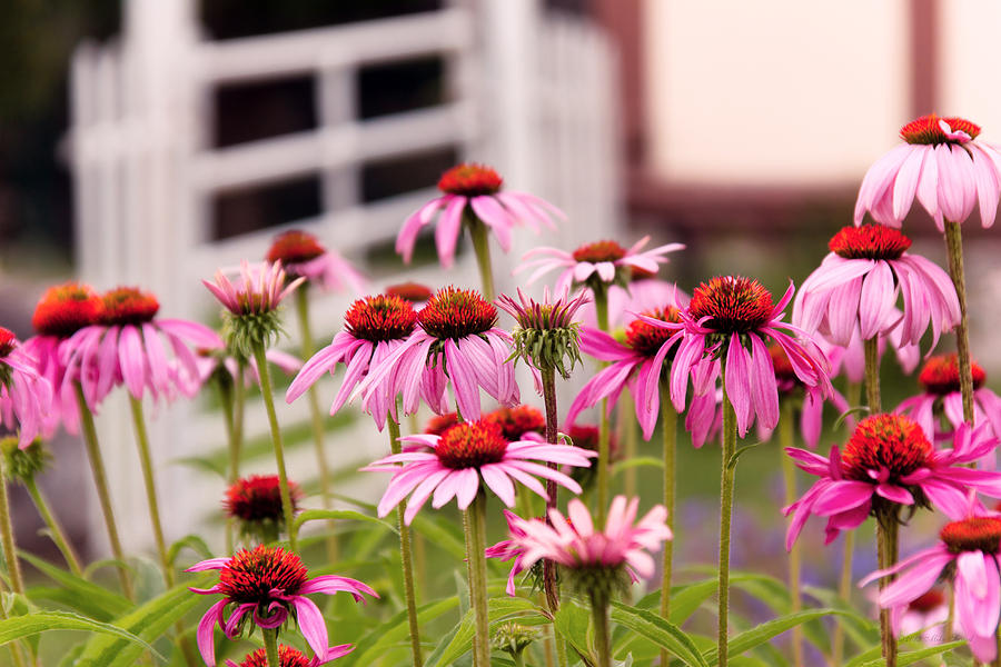 Flower - Cone Flower - In an English garden  Photograph by Mike Savad
