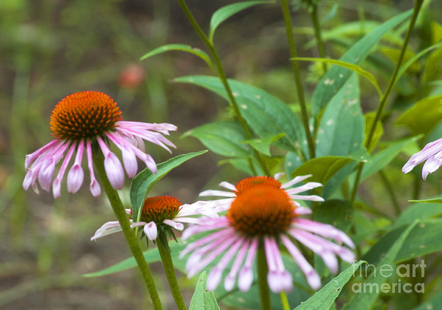 Flower - Cone Flower- Luther Fine Art Photograph by Luther Fine Art