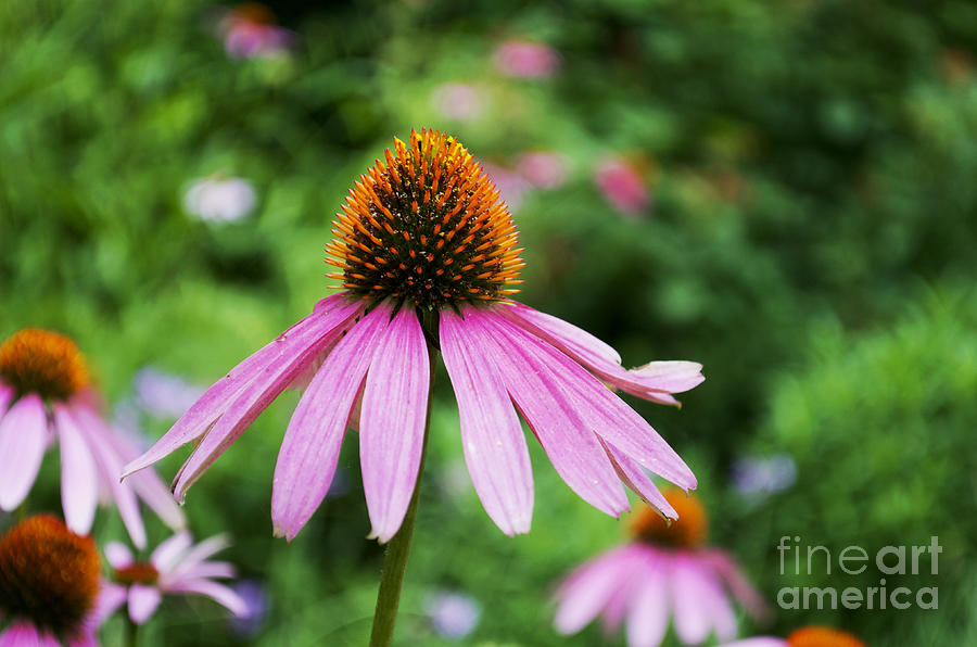 Flower - Cone Flower Star- Luther Fine Art Photograph by Luther Fine Art