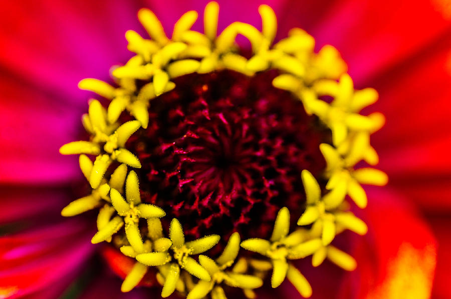Flower Core Photograph by Gerald Kloss