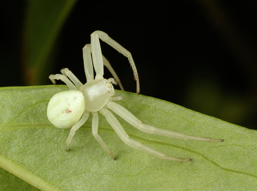 Flower Crab Spider Photograph by Nigel Downer