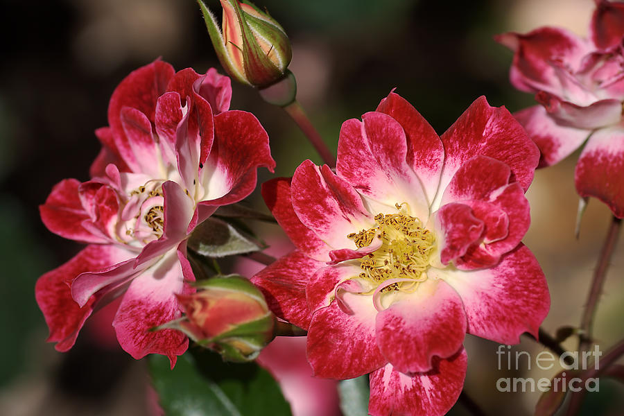 Flower-cream-pink-red-rose Photograph by Joy Watson
