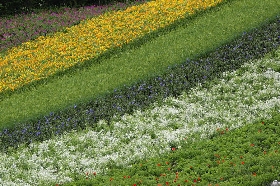 Flower Crops On Hillside Hokkaido Japan Photograph by Hiroya Minakuchi