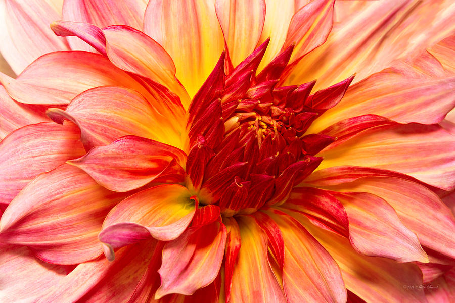 Nature Photograph - Flower - Dahlia - Natures breath taker by Mike Savad