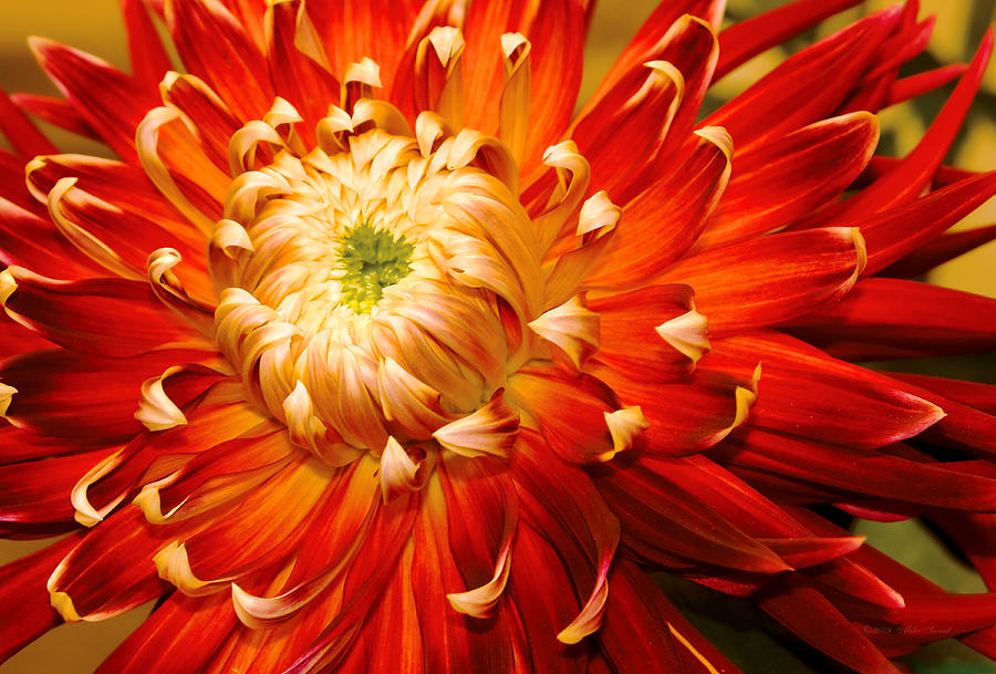Flower - Dahlia - Natures Radiance  Photograph by Mike Savad