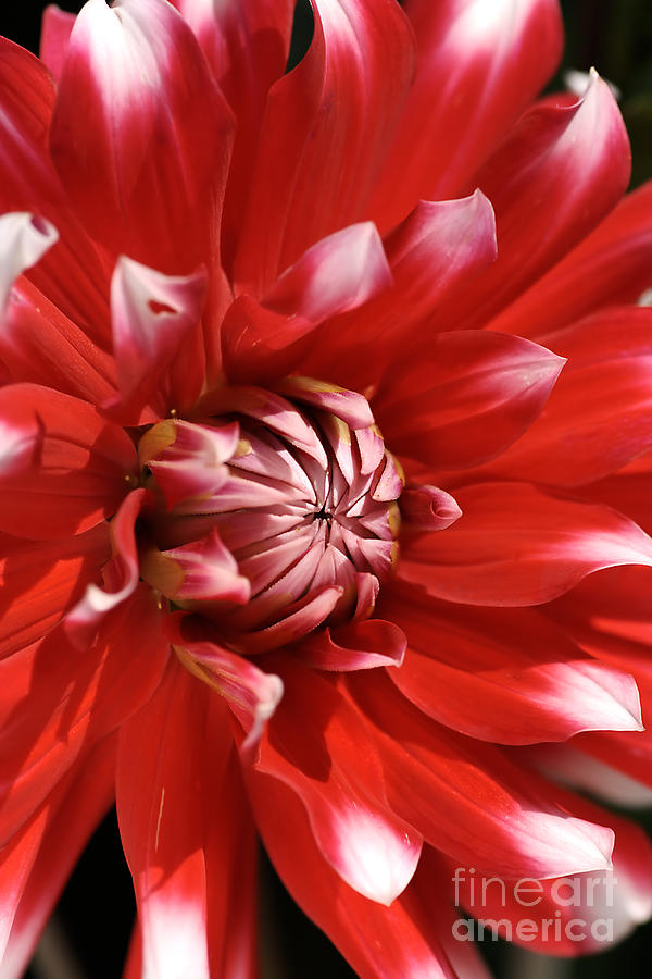 Flower- Dahlia-red-white Photograph by Joy Watson