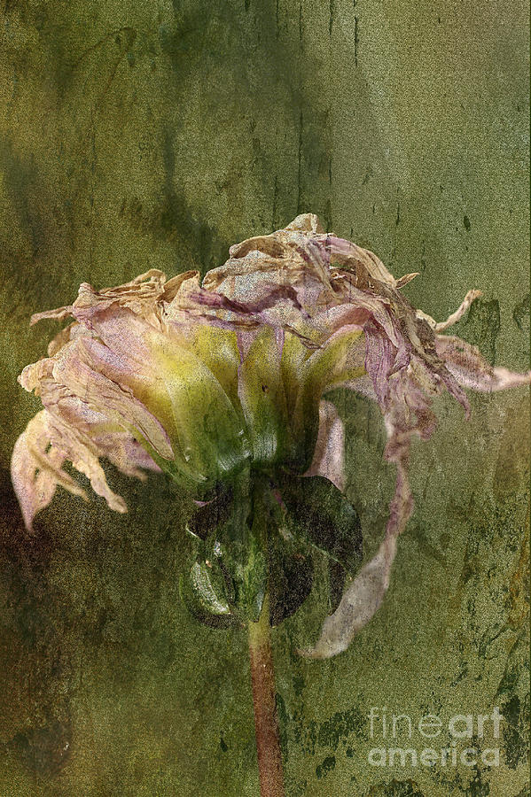 Flower-dahlia-textured Photograph by Joy Watson