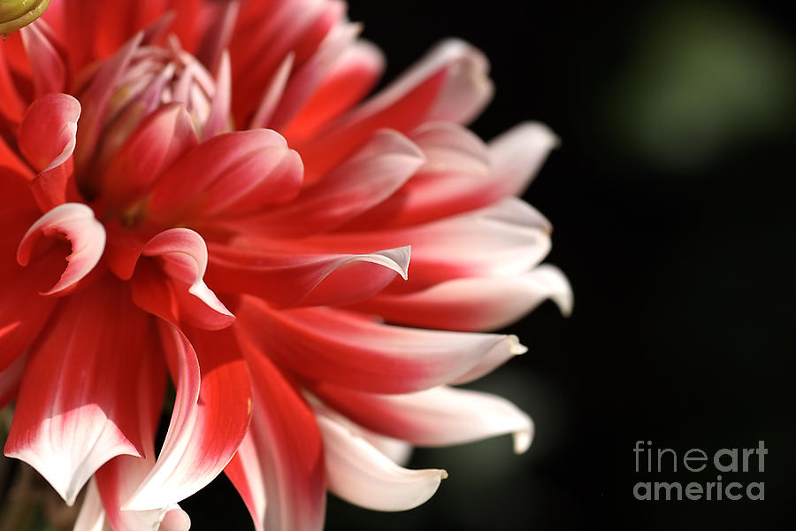 flower-Dahlia-white-red Photograph by Joy Watson