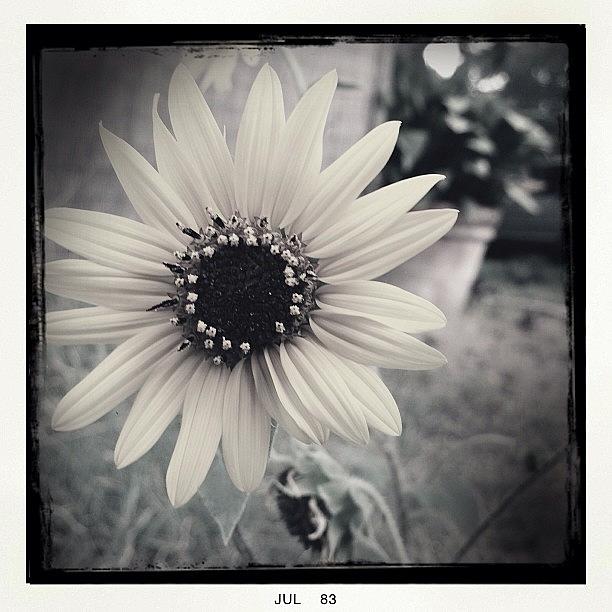Daisy Photograph - #flower #daisy #blackandwhite by Greta Olivas