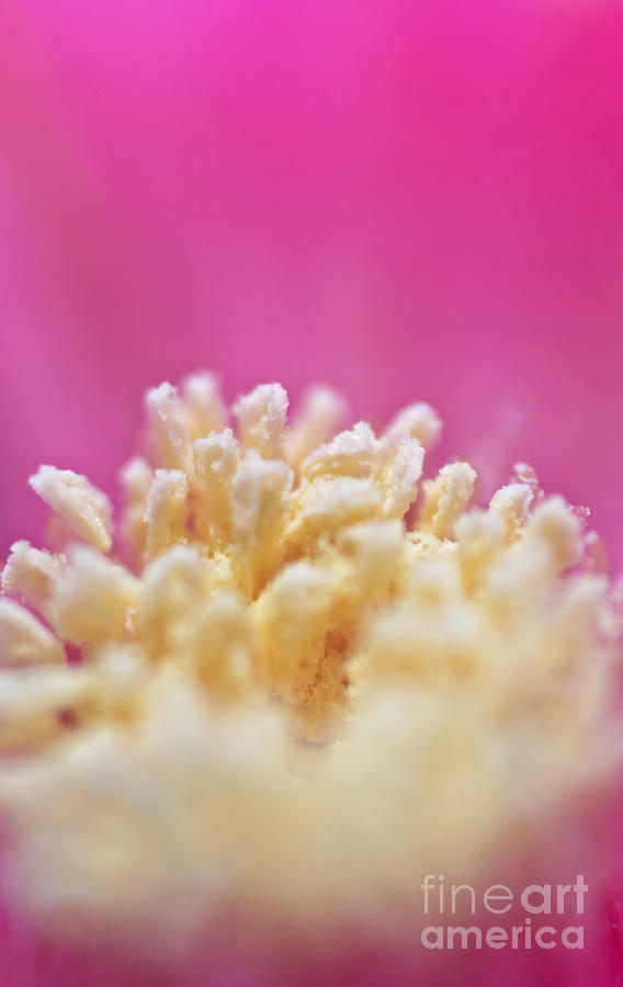 Nature Photograph - Flower  by Dan Radi