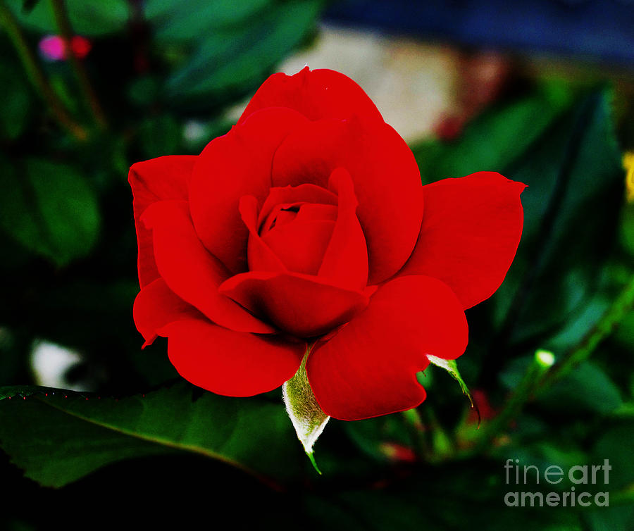 Flower  - Daring Red Rose - Luther Fine Art Photograph by Luther Fine Art