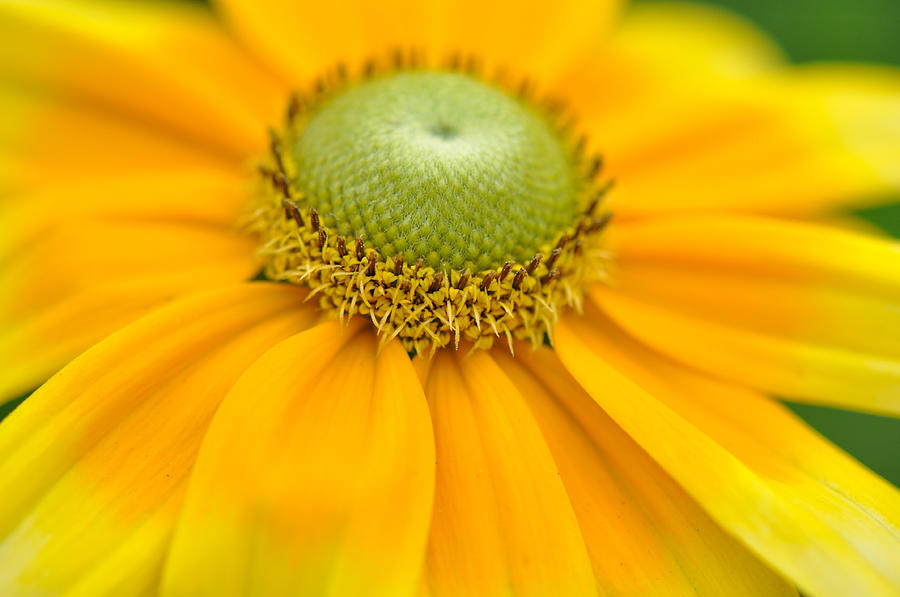 Flower Photograph by David Long - Fine Art America