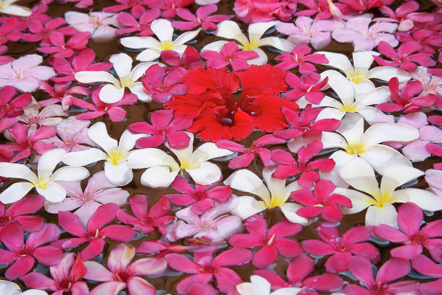 Flower Decoration, Udaipur, Rajasthan Photograph by Keren Su Fine Art