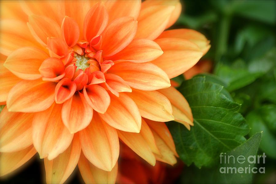 Flower Photograph by Deena Withycombe