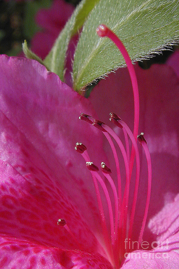 Flower Detail Photograph