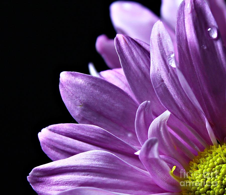 Nature Photograph - Flower by Dipali S