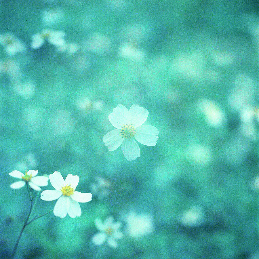 Flower Double Exposure Photograph by Photography By Bert.design