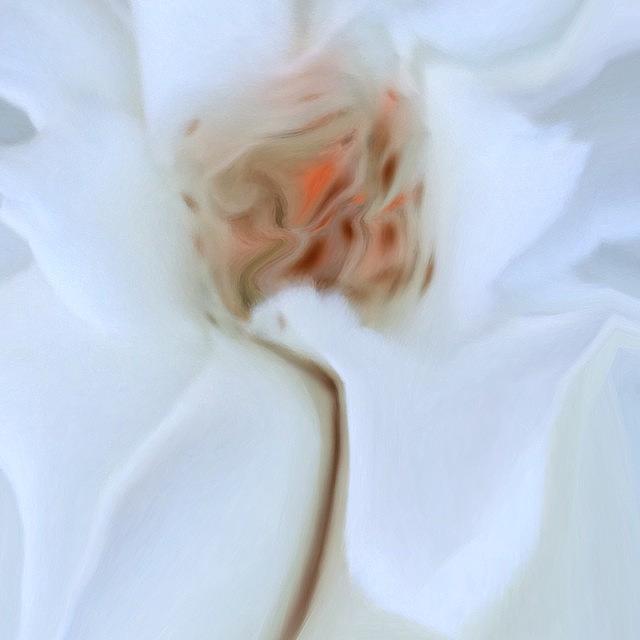 Flowers Still Life Photograph - #flower #dream #soft #rose by Teodoro De Jesus