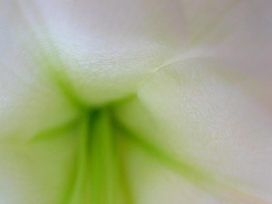 Lily Photograph - Flower Dreams by Juergen Roth